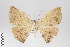  (Herbita praeditaria group - ID 18988)  @12 [ ] Copyright (2013) Gunnar Brehm Institut fuer Spezielle Zoologie und Evolutionsbiologie, Friedrich-Schiller Universität Jena