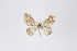  ( - ID 18998)  @12 [ ] Copyright (2013) Gunnar Brehm Institut fuer Spezielle Zoologie und Evolutionsbiologie, Friedrich-Schiller Universität Jena