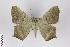  ( - ID 19002)  @14 [ ] Copyright (2013) Gunnar Brehm Institut fuer Spezielle Zoologie und Evolutionsbiologie, Friedrich-Schiller Universität Jena