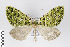  (Cirrolygris - ID 19133)  @15 [ ] Copyright (2013) Gunnar Brehm Institut fuer Spezielle Zoologie und Evolutionsbiologie, Friedrich-Schiller Universität Jena