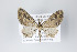  ( - ID 19136)  @14 [ ] Copyright (2013) Gunnar Brehm Institut fuer Spezielle Zoologie und Evolutionsbiologie, Friedrich-Schiller Universität Jena