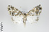  ( - ID 19216)  @14 [ ] Copyright (2013) Gunnar Brehm Institut fuer Spezielle Zoologie und Evolutionsbiologie, Friedrich-Schiller Universität Jena