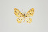  ( - ID 19224)  @13 [ ] Copyright (2013) Gunnar Brehm Institut fuer Spezielle Zoologie und Evolutionsbiologie, Friedrich-Schiller Universität Jena