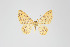  ( - ID 19251)  @14 [ ] Copyright (2013) Gunnar Brehm Institut fuer Spezielle Zoologie und Evolutionsbiologie, Friedrich-Schiller Universität Jena