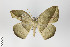  ( - ID 19270)  @13 [ ] Copyright (2013) Gunnar Brehm Institut fuer Spezielle Zoologie und Evolutionsbiologie, Friedrich-Schiller Universität Jena