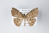  (Cyclophora nr. torsivena - ID 19336)  @15 [ ] Copyright (2013) Gunnar Brehm Institut fuer Spezielle Zoologie und Evolutionsbiologie, Friedrich-Schiller Universität Jena