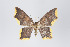 ( - ID 19347)  @14 [ ] Copyright (2013) Gunnar Brehm Institut fuer Spezielle Zoologie und Evolutionsbiologie, Friedrich-Schiller Universität Jena