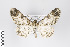  ( - ID 19418)  @14 [ ] Copyright (2013) Gunnar Brehm Institut fuer Spezielle Zoologie und Evolutionsbiologie, Friedrich-Schiller Universität Jena
