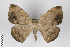  ( - ID 19826)  @14 [ ] Copyright (2013) Gunnar Brehm Institut fuer Spezielle Zoologie und Evolutionsbiologie, Friedrich-Schiller Universität Jena