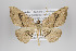 (Loxaspilates torcida - ID 19830)  @14 [ ] Copyright (2013) Gunnar Brehm Institut fuer Spezielle Zoologie und Evolutionsbiologie, Friedrich-Schiller Universität Jena