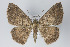  (Perissopteryx - ID 19921)  @15 [ ] Copyright (2013) Gunnar Brehm Institut fuer Spezielle Zoologie und Evolutionsbiologie, Friedrich-Schiller Universität Jena