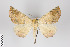  ( - ID 19923)  @12 [ ] Copyright (2013) Gunnar Brehm Institut fuer Spezielle Zoologie und Evolutionsbiologie, Friedrich-Schiller Universität Jena