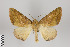  ( - ID 24127)  @14 [ ] Copyright (2013) Gunnar Brehm Institut fuer Spezielle Zoologie und Evolutionsbiologie, Friedrich-Schiller Universität Jena