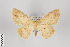 ( - ID 24172)  @14 [ ] Copyright (2013) Gunnar Brehm Institut fuer Spezielle Zoologie und Evolutionsbiologie, Friedrich-Schiller Universität Jena