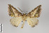  ( - ID 24184)  @14 [ ] Copyright (2013) Gunnar Brehm Institut fuer Spezielle Zoologie und Evolutionsbiologie, Friedrich-Schiller Universität Jena