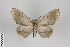  ( - ID 24234)  @13 [ ] Copyright (2013) Gunnar Brehm Institut fuer Spezielle Zoologie und Evolutionsbiologie, Friedrich-Schiller Universität Jena