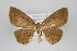  (Oenoptila nr. filata - ID 24255)  @14 [ ] Copyright (2013) Gunnar Brehm Institut fuer Spezielle Zoologie und Evolutionsbiologie, Friedrich-Schiller Universität Jena