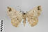  (Parilexia fractimacula - ID 45806)  @13 [ ] Copyright (2013) Gunnar Brehm Institut fuer Spezielle Zoologie und Evolutionsbiologie, Friedrich-Schiller Universität Jena