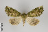 (Ischnopteris callistrepta - ID 8315)  @13 [ ] Copyright (2013) Gunnar Brehm Institut fuer Spezielle Zoologie und Evolutionsbiologie, Friedrich-Schiller Universität Jena