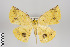  ( - ID 9714)  @14 [ ] Copyright (2013) Gunnar Brehm Institut fuer Spezielle Zoologie und Evolutionsbiologie, Friedrich-Schiller Universität Jena
