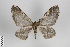  (Callipia vicinaria - Callipia-gb 0393)  @15 [ ] Copyright (2014) Gunnar Brehm Institut fuer Spezielle Zoologie und Evolutionsbiologie, Friedrich-Schiller Universität Jena