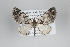  (Eupithecia drastica - ID 25067)  @14 [ ] Copyright (2014) Gunnar Brehm Institut fuer Spezielle Zoologie und Evolutionsbiologie, Friedrich-Schiller Universität Jena
