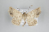 (Isochromodes fallax - ID 25089)  @13 [ ] Copyright (2014) Gunnar Brehm Institut fuer Spezielle Zoologie und Evolutionsbiologie, Friedrich-Schiller Universität Jena