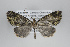  ( - ID 48341)  @14 [ ] Copyright (2014) Gunnar Brehm Institut fuer Spezielle Zoologie und Evolutionsbiologie, Friedrich-Schiller Universität Jena