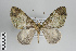  ( - ID 49316)  @14 [ ] Copyright (2014) Gunnar Brehm Institut fuer Spezielle Zoologie und Evolutionsbiologie, Friedrich-Schiller Universität Jena