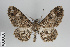  ( - ID 49325)  @15 [ ] Copyright (2014) Gunnar Brehm Institut fuer Spezielle Zoologie und Evolutionsbiologie, Friedrich-Schiller Universität Jena