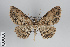  ( - ID 49332)  @14 [ ] Copyright (2014) Gunnar Brehm Institut fuer Spezielle Zoologie und Evolutionsbiologie, Friedrich-Schiller Universität Jena