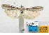 ( - BC ZSM Lep 103187)  @11 [ ] SNSB, ZSM (2018) Dr. Andreas H. Segerer ZSM