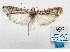  (Phycita mianella - BC ZSM Lep 103191)  @11 [ ] SNSB, ZSM (2018) Dr. Andreas H. Segerer ZSM