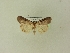  ( - BC ZSM Lep 103277)  @11 [ ] SNSB, ZSM (2018) Dr. Andreas H. Segerer ZSM