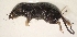  (Paramelomys intermedius - USNM591096)  @12 [ ] Copyright (2012) Kris Helgen National Museum of Natural History