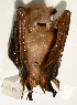  ( - USNM591115)  @12 [ ] Copyright (2012) Kris Helgen National Museum of Natural History