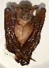  ( - USNM591116)  @12 [ ] Copyright (2012) Kris Helgen National Museum of Natural History