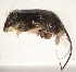  (Melomys rufescens A - USNM591164)  @12 [ ] Copyright (2012) Kris Helgen National Museum of Natural History