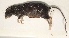  (Paramelomys levipes - USNM591185)  @12 [ ] Copyright (2012) Kris Helgen National Museum of Natural History