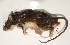  (Melomys - USNM591202)  @12 [ ] Copyright (2012) Kris Helgen National Museum of Natural History