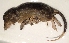  (Hydromys - USNM591212)  @12 [ ] Copyright (2012) Kris Helgen National Museum of Natural History