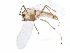  (Paraphaenocladius irritus - BIOUG07178-F10)  @13 [ ] CreativeCommons - Attribution (2015) CBG Photography Group Centre for Biodiversity Genomics
