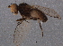  (Pelomyia lobina - BIOUG07295-H01)  @13 [ ] CreativeCommons - Attribution (2014) CBG Photography Group Centre for Biodiversity Genomics