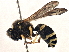  ( - BIOUG07392-F04)  @13 [ ] CreativeCommons - Attribution (2014) CBG Photography Group Centre for Biodiversity Genomics