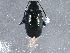 (Phyllotreta subnitida - BIOUG10101-A12)  @13 [ ] CreativeCommons - Attribution (2014) CBG Photography Group Centre for Biodiversity Genomics