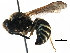  ( - BIOUG10190-E05)  @12 [ ] CreativeCommons - Attribution (2016) CBG Photography Group Centre for Biodiversity Genomics