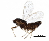  ( - BIOUG10381-D09)  @12 [ ] CreativeCommons - Attribution (2017) CBG Photography Group Centre for Biodiversity Genomics