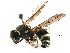 ( - BIOUG10396-B05)  @12 [ ] CreativeCommons - Attribution (2016) CBG Photography Group Centre for Biodiversity Genomics