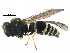  (Ancistrocerus sp. A - BIOUG10396-B09)  @14 [ ] CreativeCommons - Attribution (2015) CBG Photography Group Centre for Biodiversity Genomics