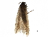  (Gnorimoschema VNG105 - BIOUG10543-B06)  @12 [ ] CreativeCommons - Attribution (2015) CBG Photography Group Centre for Biodiversity Genomics